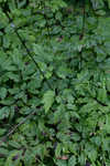 Black bugbane <BR>Black cohosh